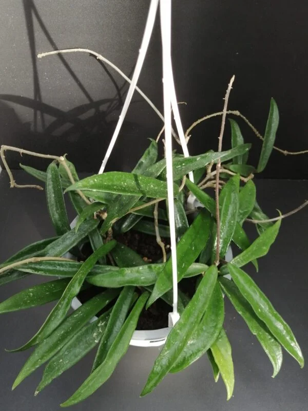 Hoya linearis, foto 4
