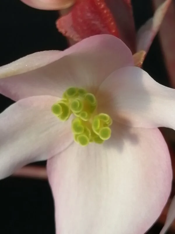 Begonia burkillii Dark Form, foto 3