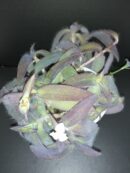 Tradescantia pallida Ocampo White