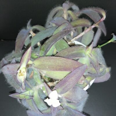 Tradescantia pallida Ocampo White
