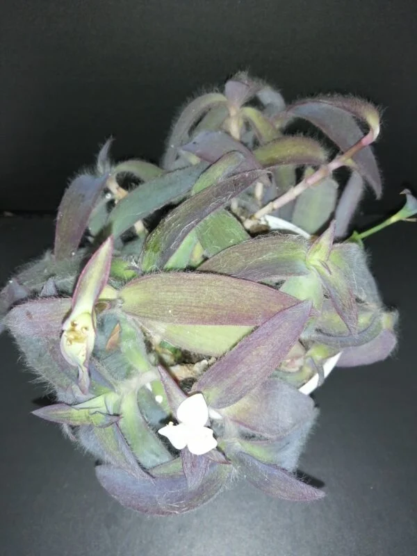 Tradescantia pallida Ocampo White, pianta da interno