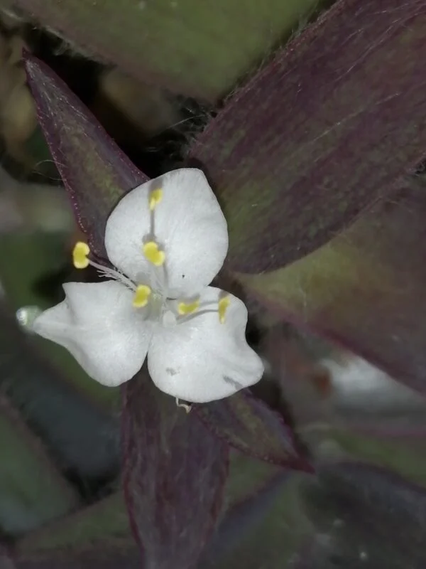 Tradescantia pallida Ocampo White, foto 3