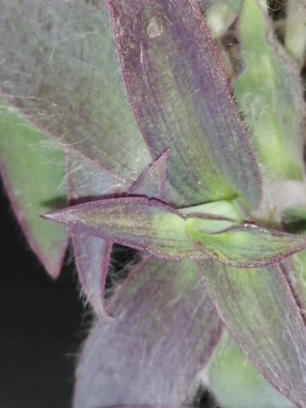 Tradescantia pallida Ocampo White, foto 2