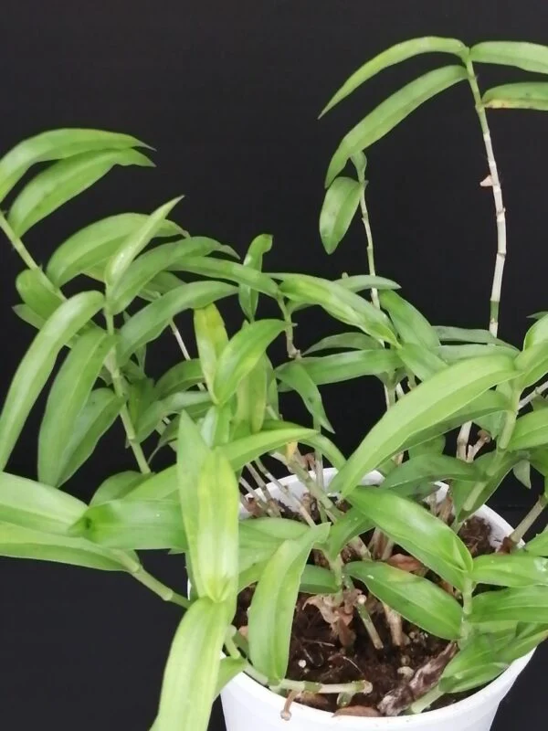 Commelina africana, foto 3