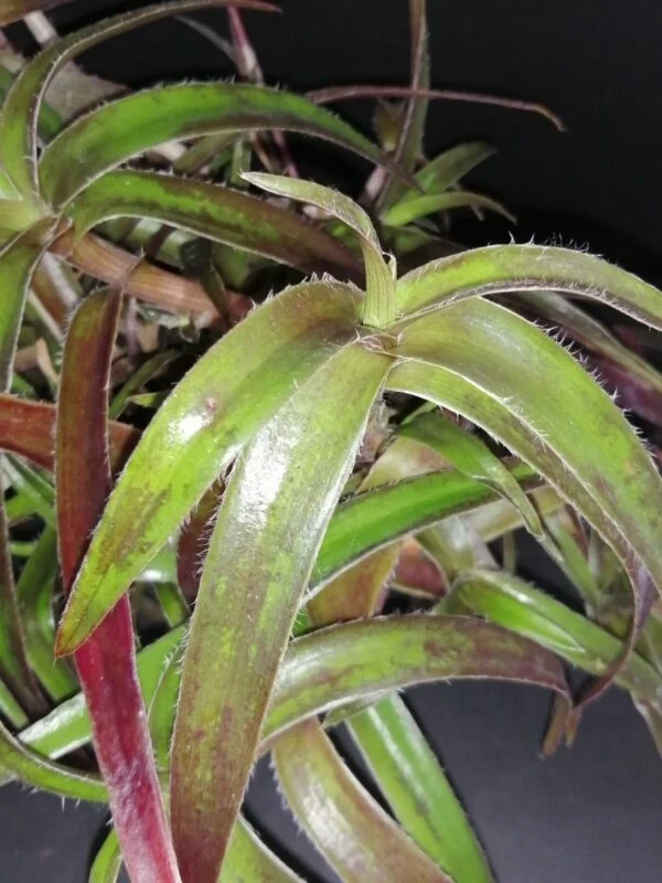 Cyanotis nodiflora, foto 2