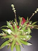 Crassula orbicularis var. rosularis