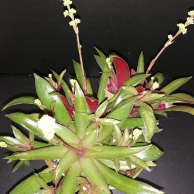 Crassula orbicularis var. rosularis