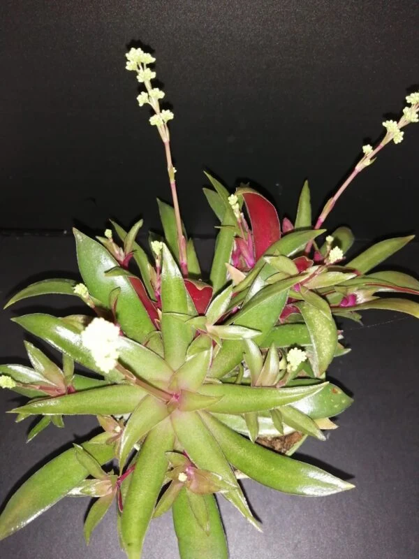 Crassula orbicularis var. rosularis, pianta da interno