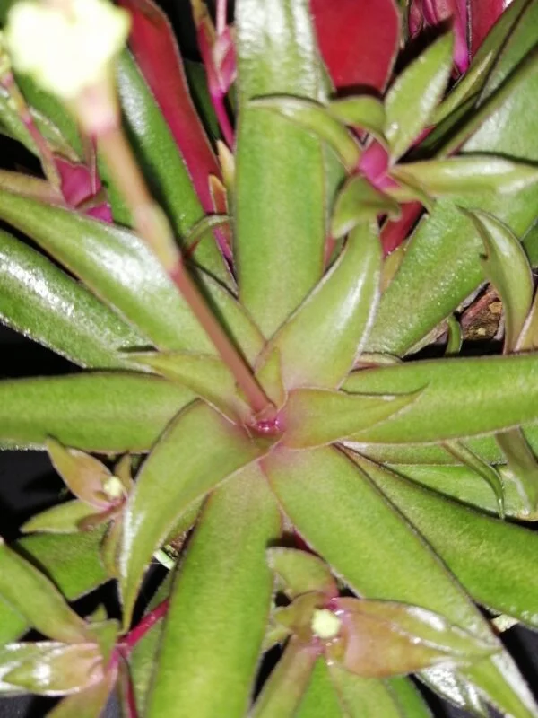 Crassula orbicularis var. rosularis, foto 3