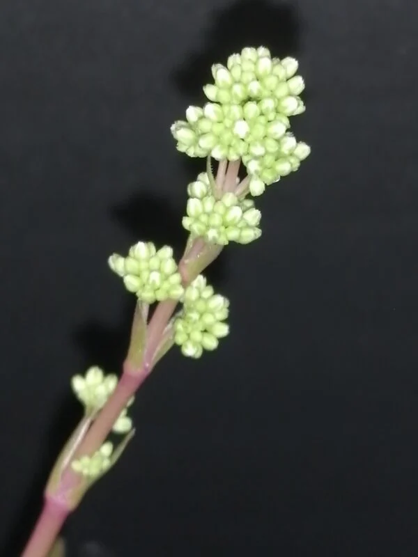 Crassula orbicularis var. rosularis, foto 2