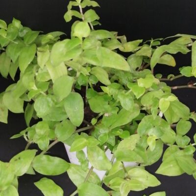 Tradescantia fluminensis Aurea