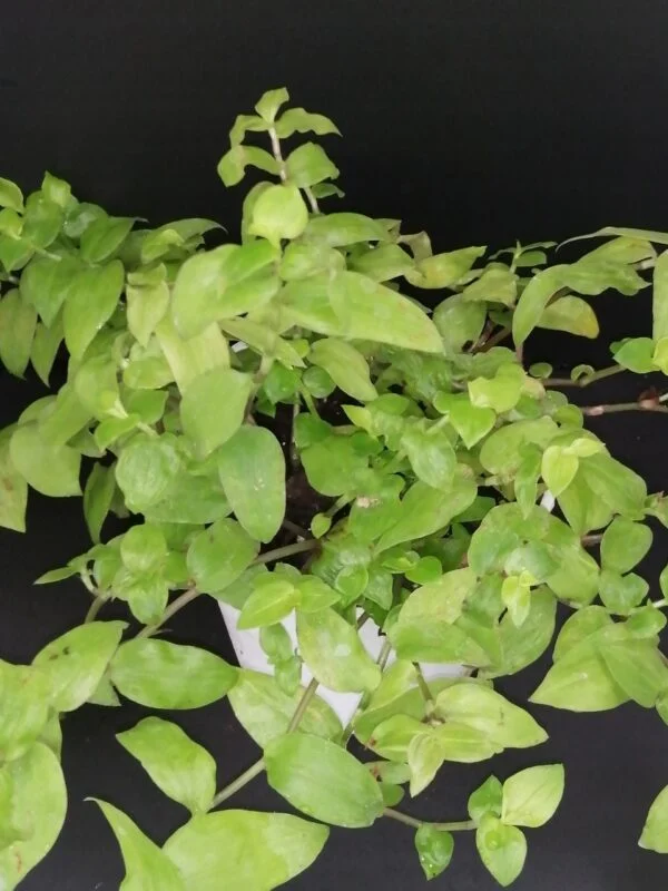 Tradescantia fluminensis Aurea, pianta da interno