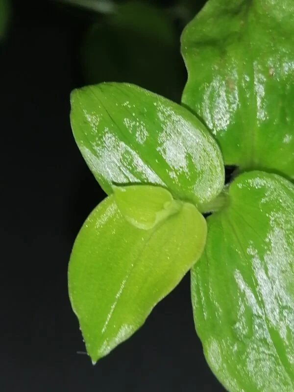 Tradescantia fluminensis Aurea, foto 2