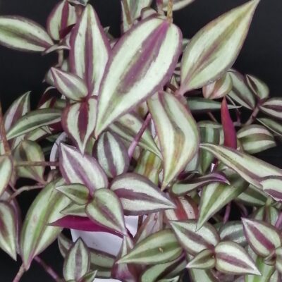 Tradescantia zebrina
