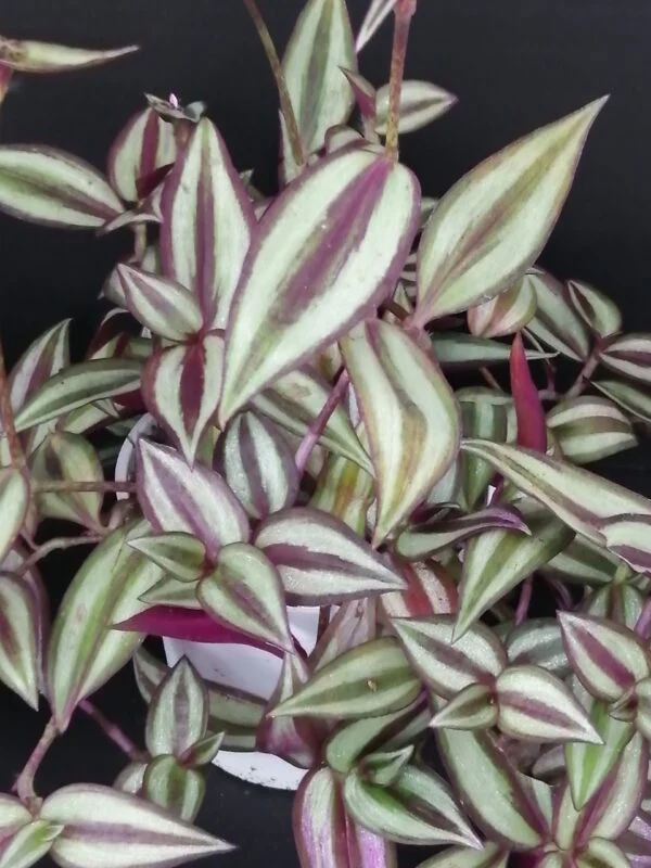 Tradescantia zebrina, pianta da interno e da esterno