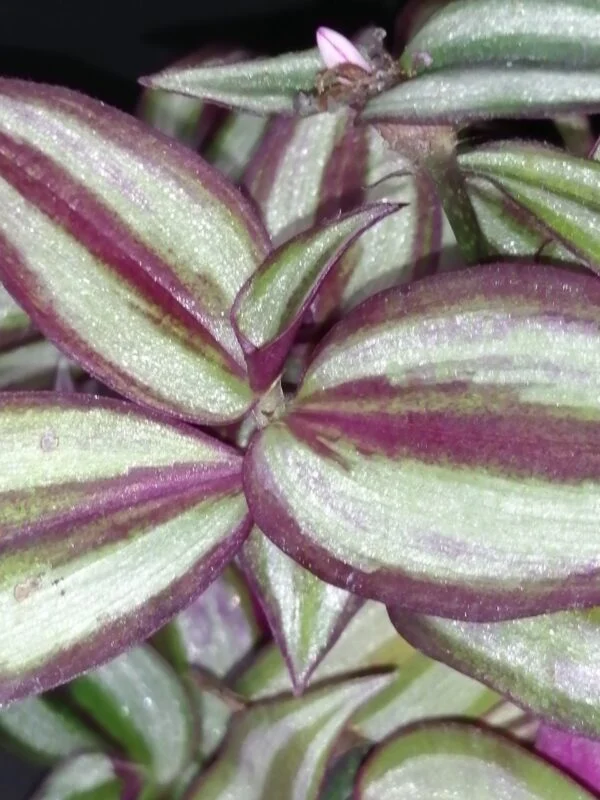 Tradescantia zebrina Giant, foto 2