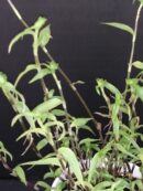 Callisia repens forma III