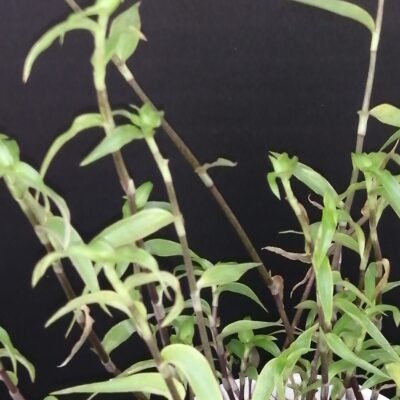 Callisia repens forma III