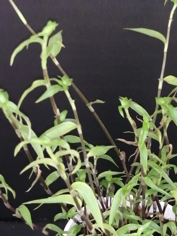 Callisia repens forma III, pianta da interno e da esterno