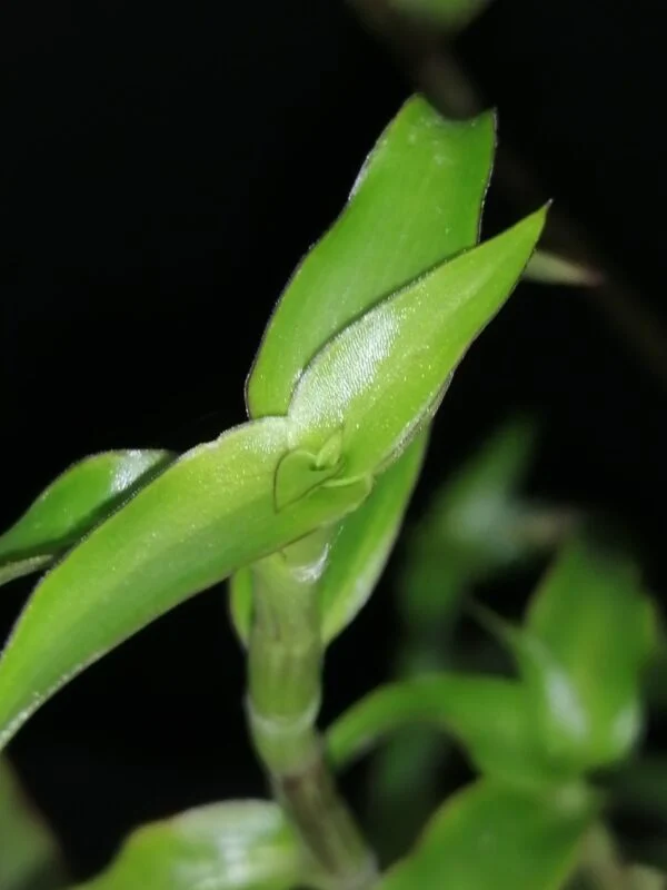 Callisia repens forma III, foto 2