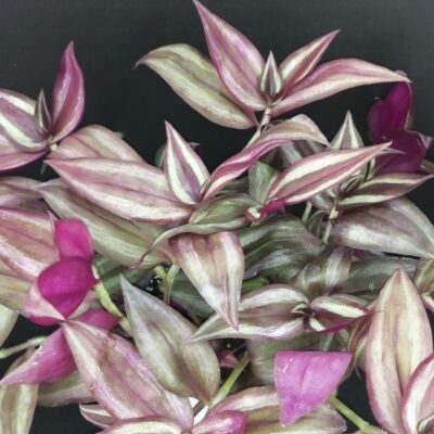 Tradescantia zebrina Giant