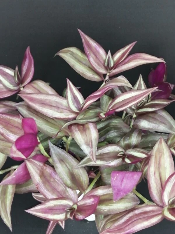 Tradescantia zebrina Giant, pianta da interno e da esterno
