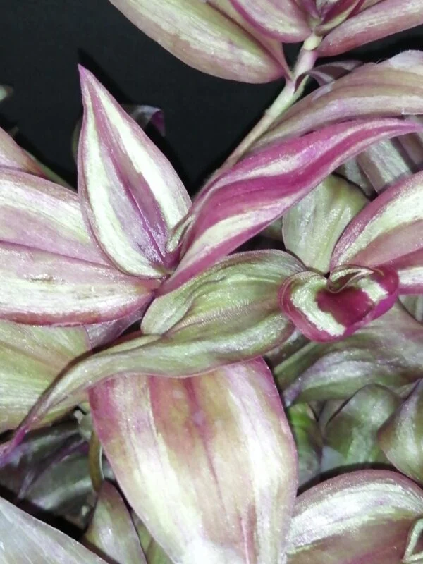 Tradescantia zebrina Giant, foto 3