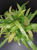 Murdannia loriformis