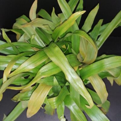 Murdannia loriformis