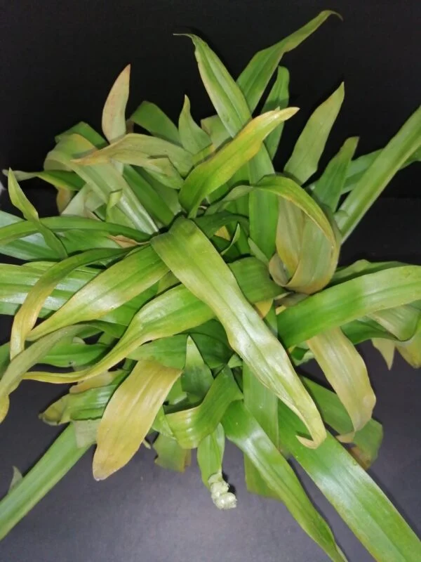 Murdannia loriformis, pianta da interno