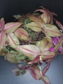 Tradescantia zebrina Purpusii