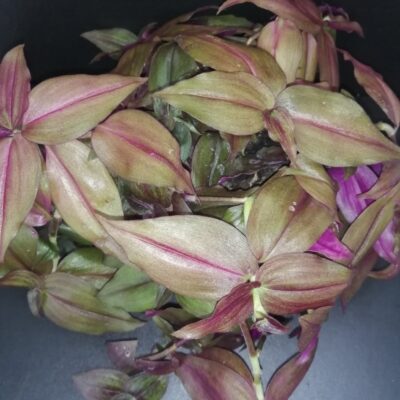 Tradescantia zebrina Purpusii