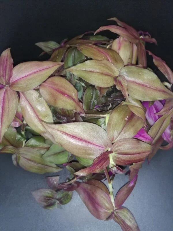 Tradescantia zebrina Purpusii, pianta da interno e da esterno