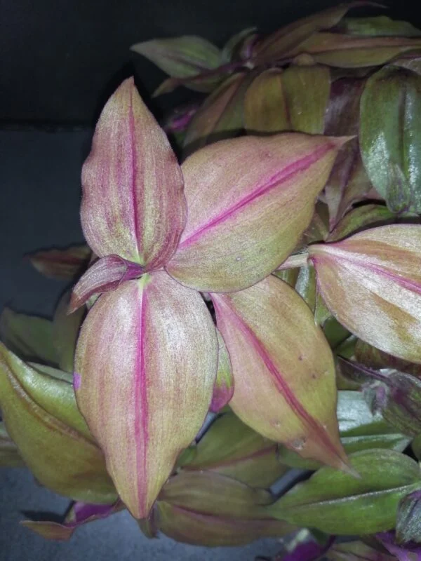 Tradescantia zebrina Purpusii, foto 2