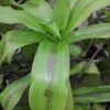 Callisia fragrans, Spironema fragrans, Tradescantia dracaenoides, pianta da interno e da esterno