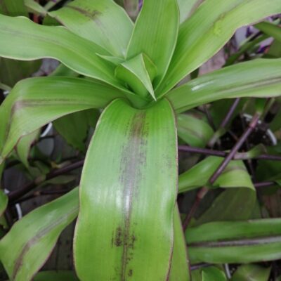Callisia fragrans, Spironema fragrans , Tradescantia dracaenoides