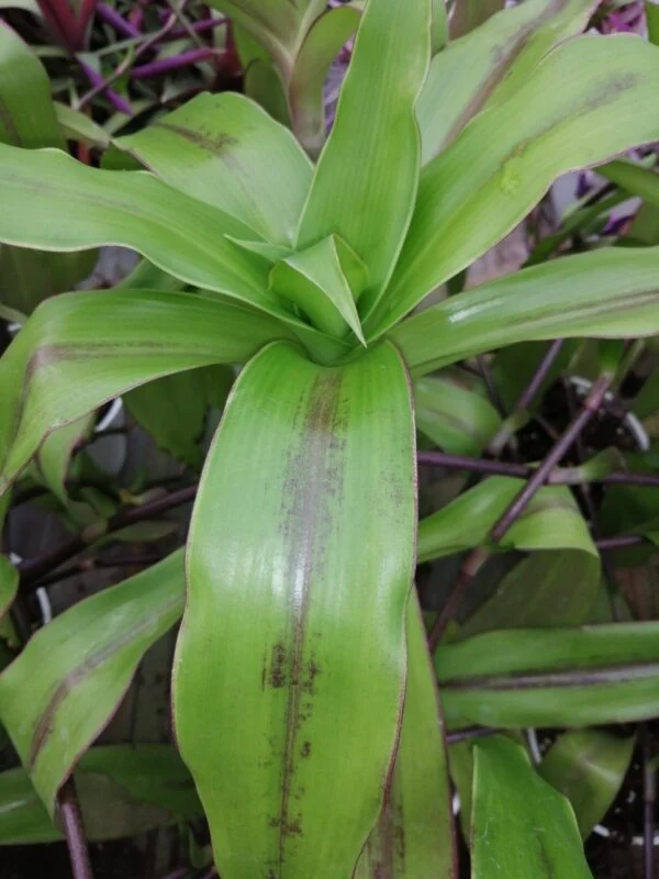 Callisia fragrans, Spironema fragrans, Tradescantia dracaenoides, pianta da interno e da esterno