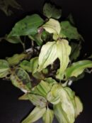 Tinantia pringlei Variegata