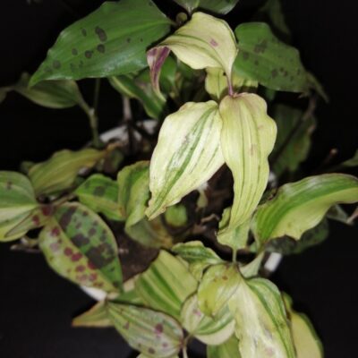 Tinantia pringlei Variegata