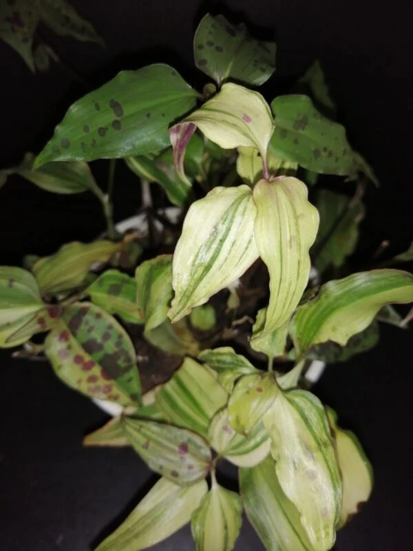 Tinantia pringlei Variegata, pianta da interno e da esterno