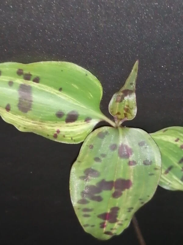 Tinantia pringlei Variegata, foto 2
