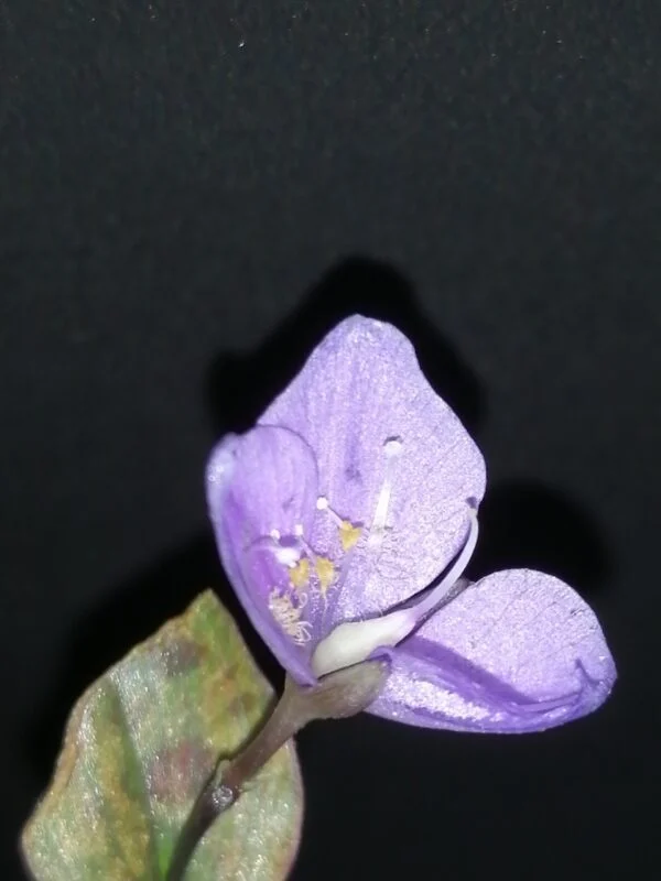 Tinantia pringlei Variegata, foto 3