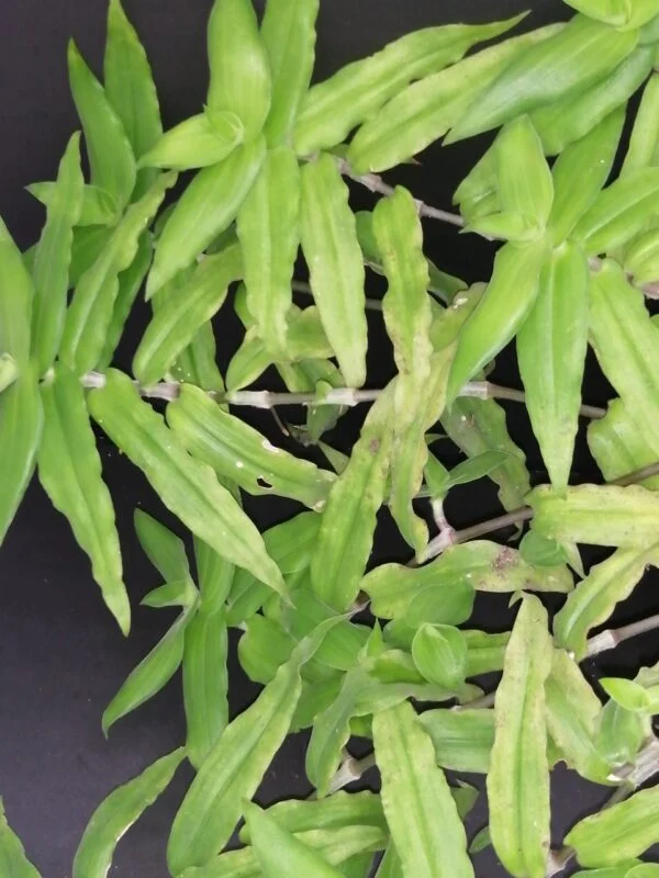 Callisia multiflora, pianta da interno e da esterno