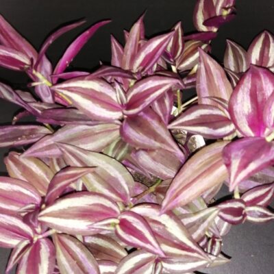 Tradescantia zebrina Burgundy