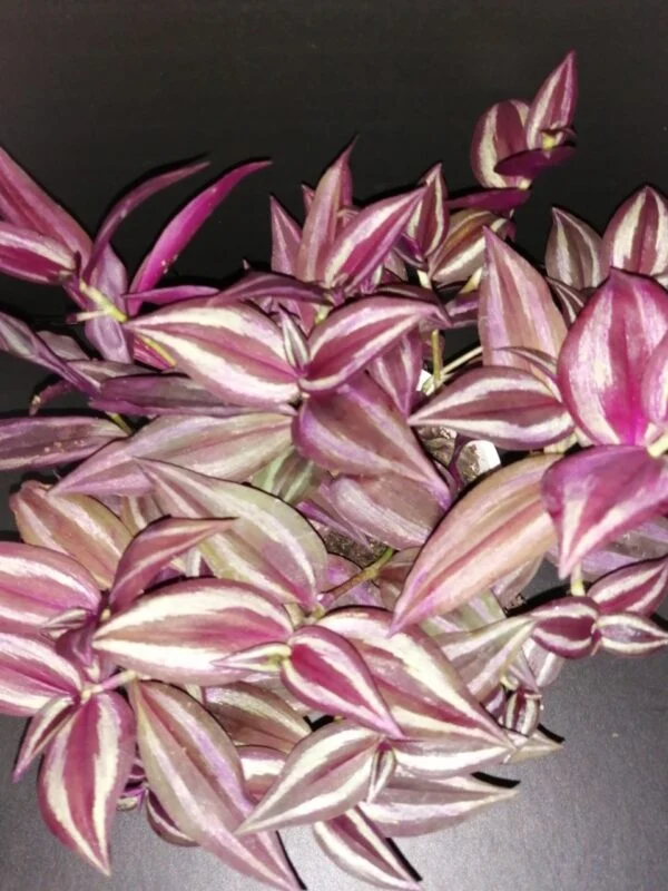 Tradescantia zebrina Burgundy, pianta da interno e da esterno