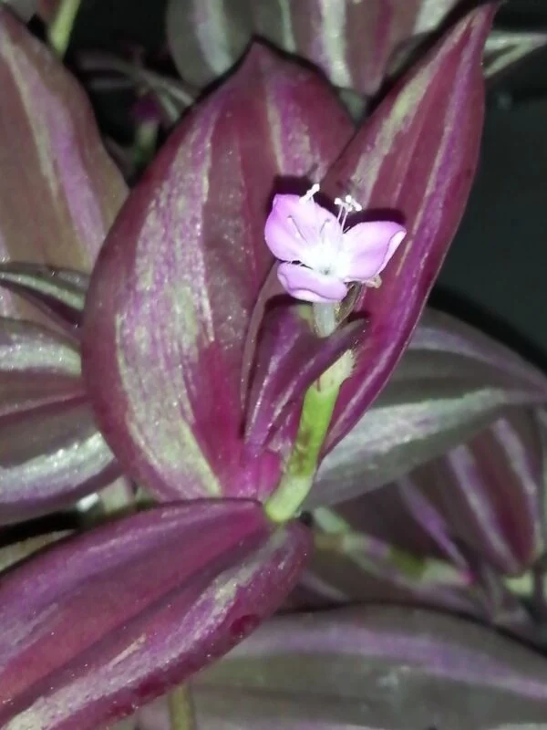 Tradescantia zebrina Burgundy, foto 2