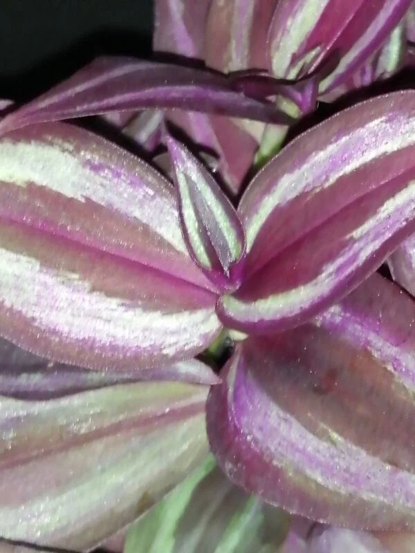 Tradescantia zebrina Burgundy, foto 3