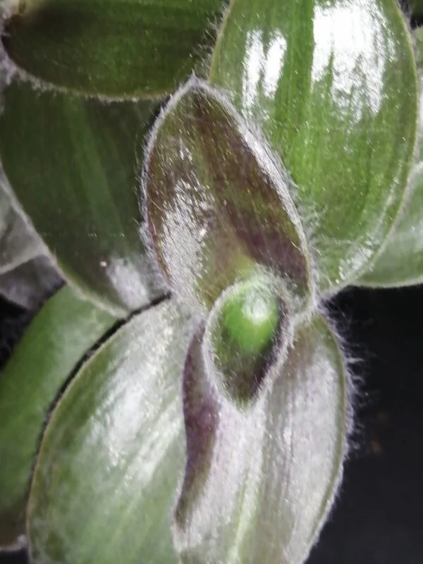 Begonia Caribbean King, foto 7