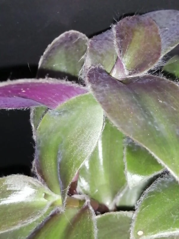 Begonia Caribbean King, foto 8