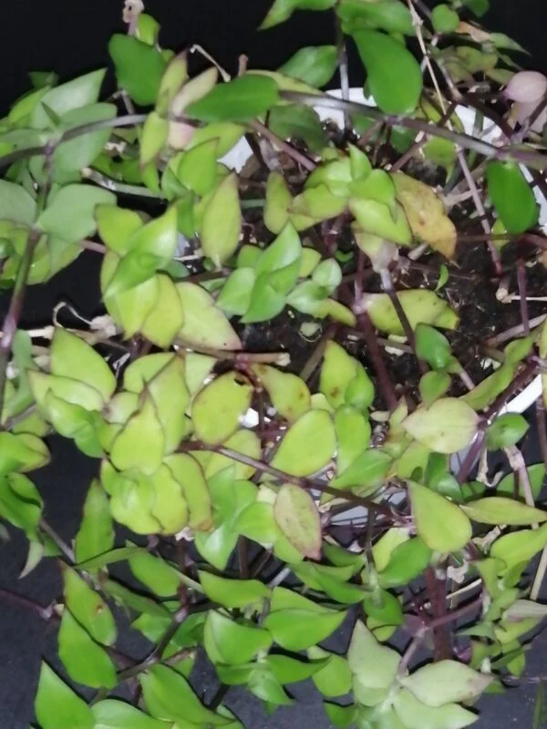 Begonia Caribbean King, foto 9